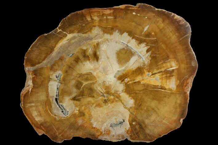 Petrified Wood (Araucaria) Slab - Madagascar #118806